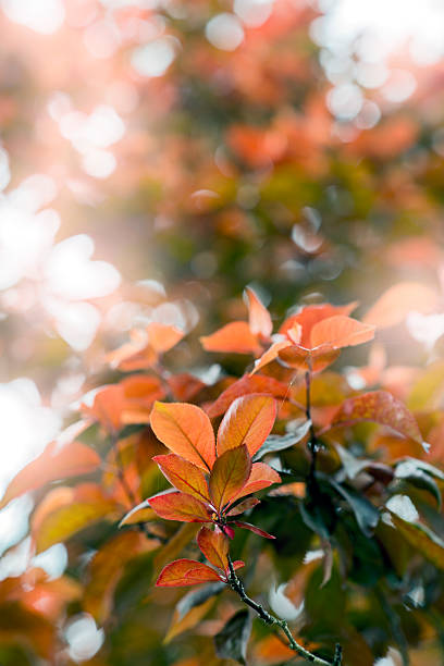 istock Prunus cerasifera var. pissardii 2211073361