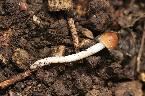 istock Full view of immature Psathyrium mushroom (Nayotake) growing under a fallen tree in a humid spring woodland (Nature closeup macro photograph) 2211074760