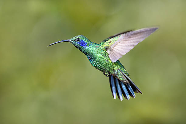 istock The lesser violetear, Colibri cyanotus, in flight 2211075206