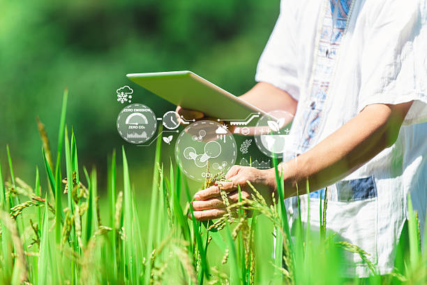 Smart farming with digital tablet in rice field