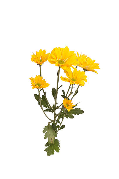 istock A vibrant yellow daisy branch with delicate petals, green centers, set against a white background. The flowers symbolize longevity and happiness, radiating warmth and natural beauty. 2211080704