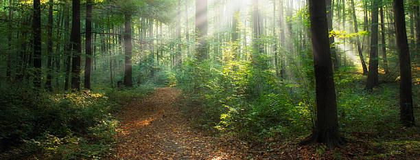istock Beautiful morning in the forest 2211080723