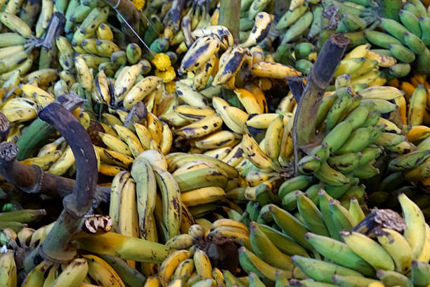 banana festival in goa