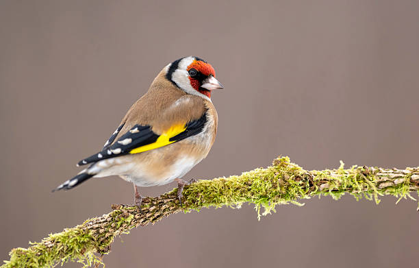 istock European goldfinch ( Carduelis carduelis ) 2211081866