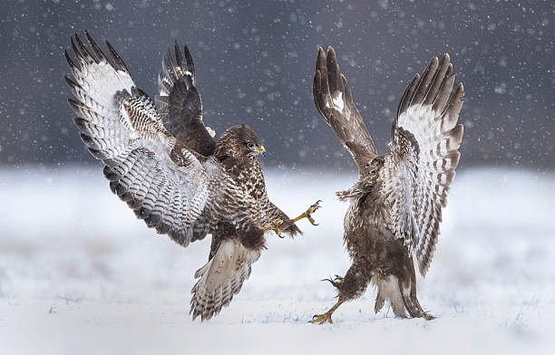 istock Fighting common buzzards in the winter scenery ( Buteo bute 2211082170