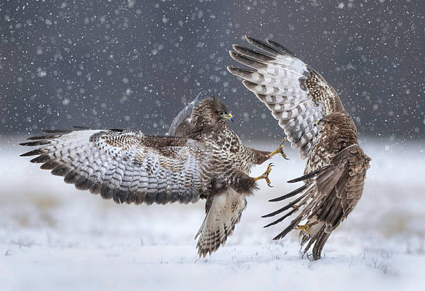 istock Fighting common buzzards in the winter scenery ( Buteo bute 2211082335