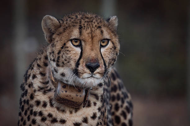 close up portrait of an African cheetah