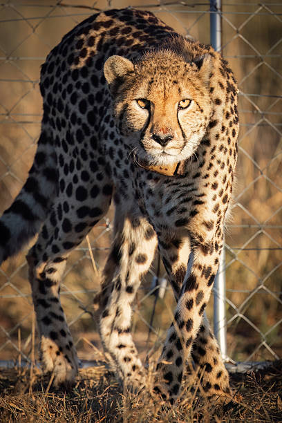 istock Cheetah by the Fence at Dawn 2211082778