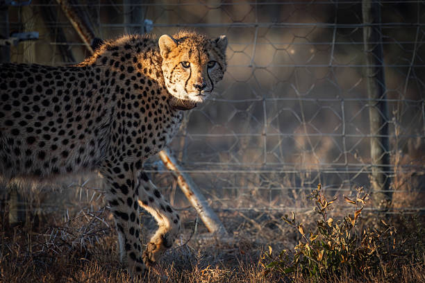 istock The Stalking Gaze of the Cheetah 2211082811