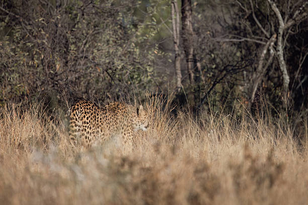 A Cheetah (Acinonyx jubatus) emerges from the cool shade, its piercing amber eyes sharp and focused, perfectly adapted for the hunt. This photo was taken in South Africa.