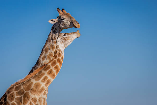 istock Giraffes Side-by-Side in the Open Veld 2211083356