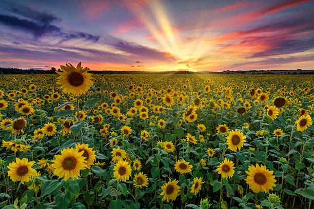 istock Beautiful sunset over sunflowers field 2211083823