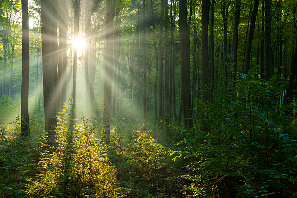 istock Beautiful sunny morning in the green forest 2211083948