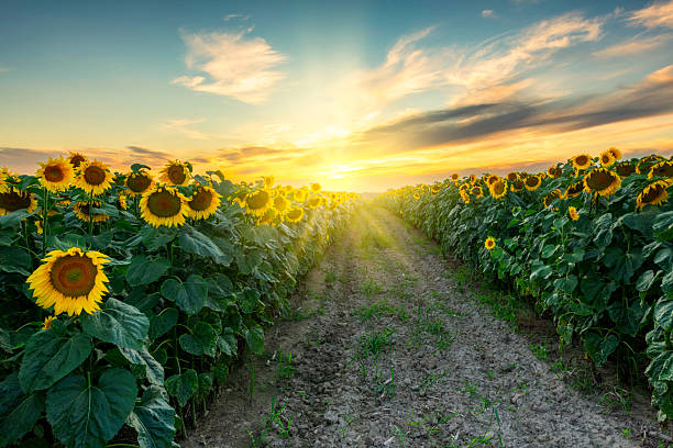 istock Beautiful sunset over sunflower field 2211084106