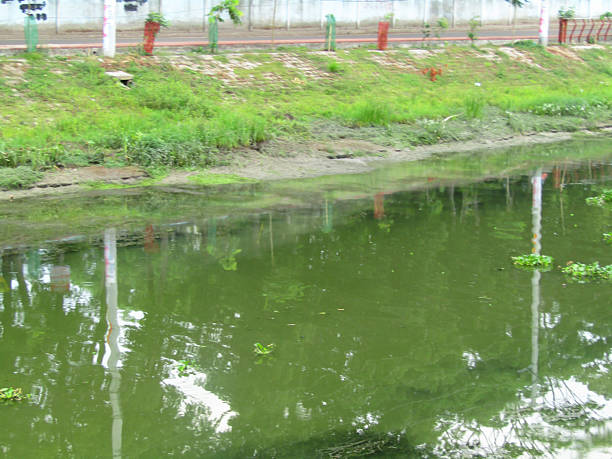 istock green water hyacinth cluster floating on calm river surface 2211085327