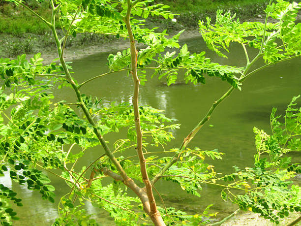 istock vibrant green moringa leaves in a natural tropical environment 2211085885
