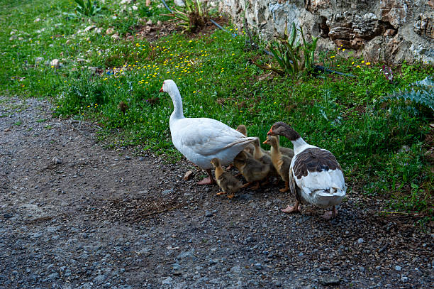 White goose with yellow cubs in the yard