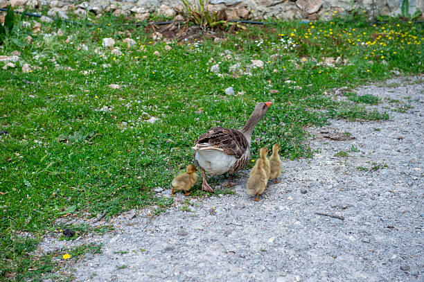 White goose with yellow cubs in the yard