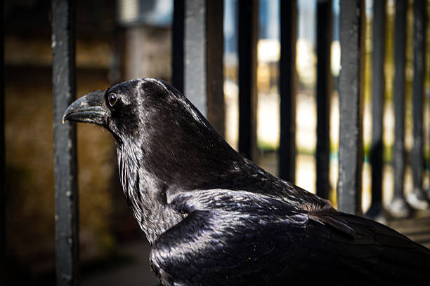 A raven is located next to a metal railing, the scene looks dark with a shiny black plumage and vivid background, Rabe Corvus, London Ec3n 4ab, England