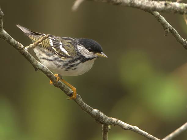 istock Blackpoll Warbler perched on a limb with a forestry green backdrop 2211089045