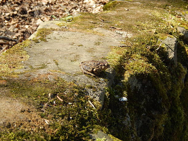A small frog is sitting on a mossy rock. The rock is covered in moss and has a brownish color. The frog is brown and has a small size