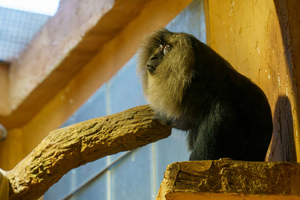 A curious baboon with brown fur sits on sandy terrain in a safari setting, gazing attentively. The natural environment enhances the serene and wild vibe.