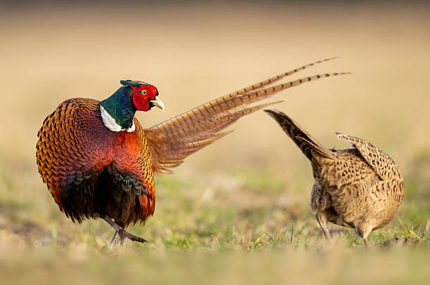 istock Ringneck Pheasant (Phasianus colchicus) male and female 2211090534