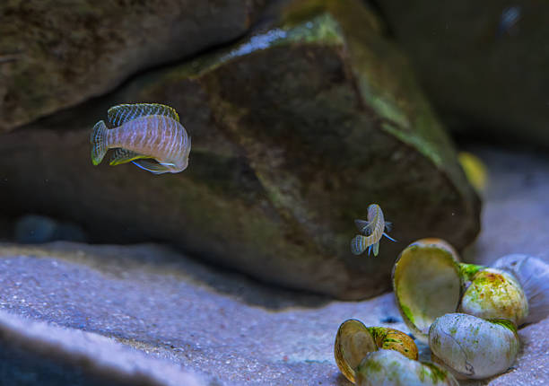 Small vibrant cichlids swimming near snail shells and rocks in a freshwater aquarium habitat.