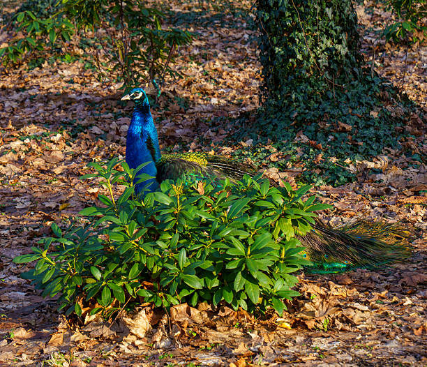 Indian peacock strolling among dry leaves and green plants in a park, showing its vibrant feathers and iridescent colors.
