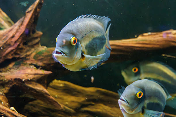 istock Wild-type severum cichlid swimming in naturalistic aquarium setup 2211090601