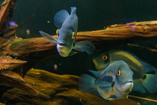 istock Wild-type severum cichlid swimming in naturalistic aquarium setup 2211090602
