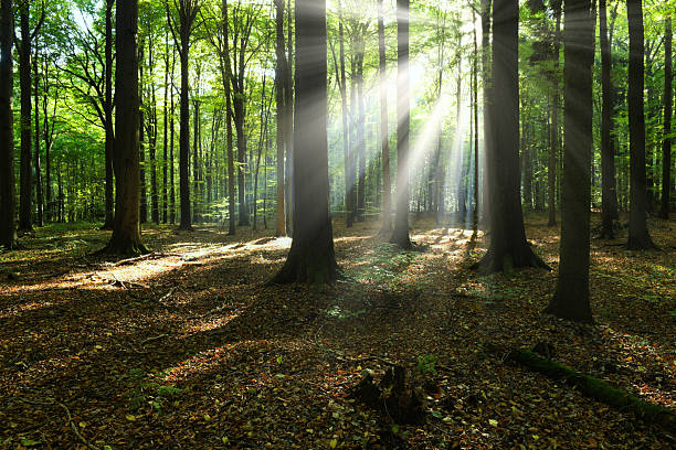 istock Beautiful sunny morning in the green forest 2211090999