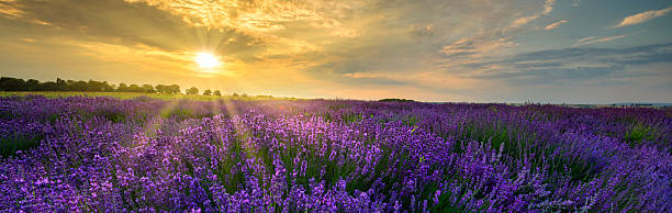 istock Beautiful summer sunset over lavender field - panorama 2211091768