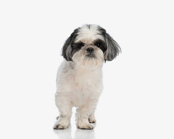 istock cute shih tzu standing 2211092438