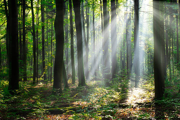 istock Beautiful sunny morning in the green forest 2211092462
