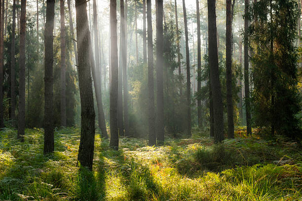 istock Beautiful sunny morning in the green forest 2211092472