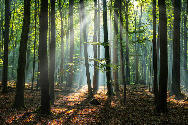 istock Beautiful sunny morning in the green forest 2211092524
