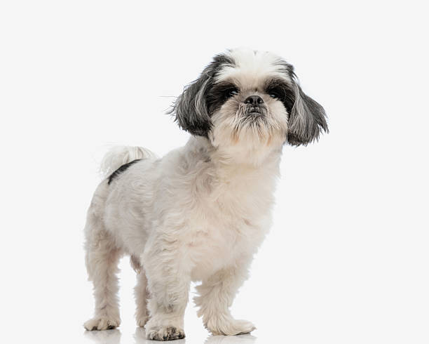istock adorable little shih tzu standing 2211092596