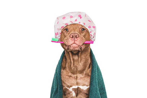 istock Cute dog, shower cap, toothbrush and towel 2211093924