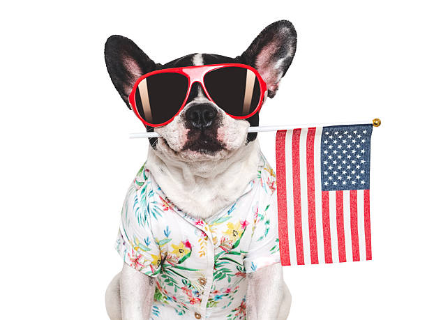 istock Charming puppy, sunglasses and American Flag. Studio shot 2211094148