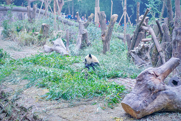 istock Pandas at Chengdu Wolong Panda Base 2211095093