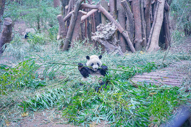 istock Pandas at Chengdu Wolong Panda Base 2211095114