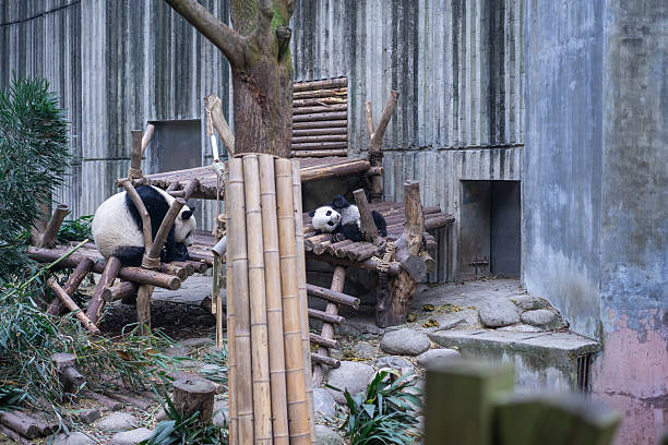 istock Pandas at Chengdu Wolong Panda Base 2211095141