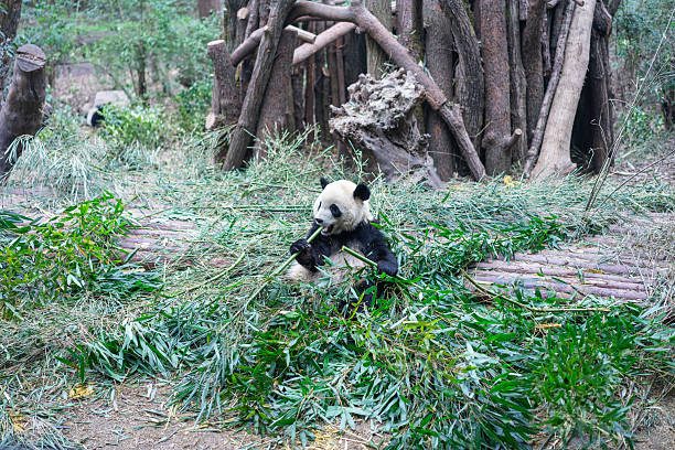 istock Pandas at Chengdu Wolong Panda Base 2211095144