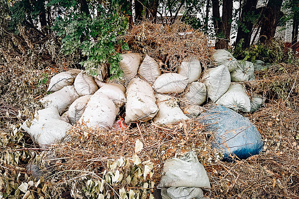 istock leaves are collected in garbage bags and prepared for removal. 2211095151