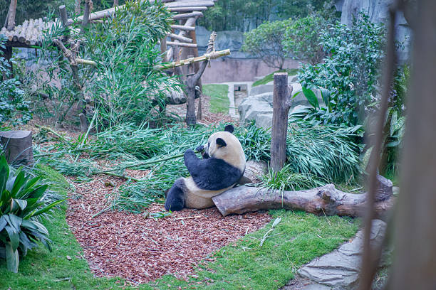 istock Pandas at Chengdu Wolong Panda Base 2211095170