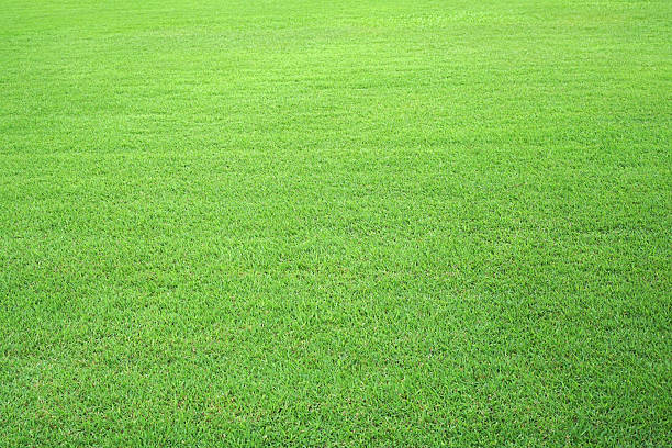 istock Nature green grass in the garden 2211095184
