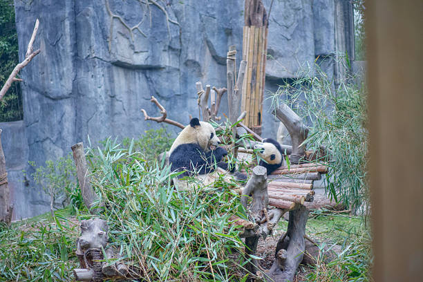istock Pandas at Chengdu Wolong Panda Base 2211095198
