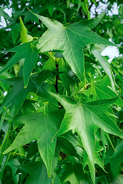 istock Branches of American sweetgum or Liquidambar styraciflua tree. Vertical photo. 2211095224