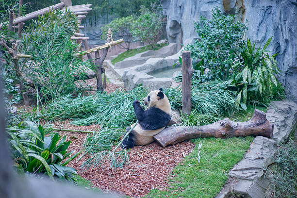 istock Pandas at Chengdu Wolong Panda Base 2211095227